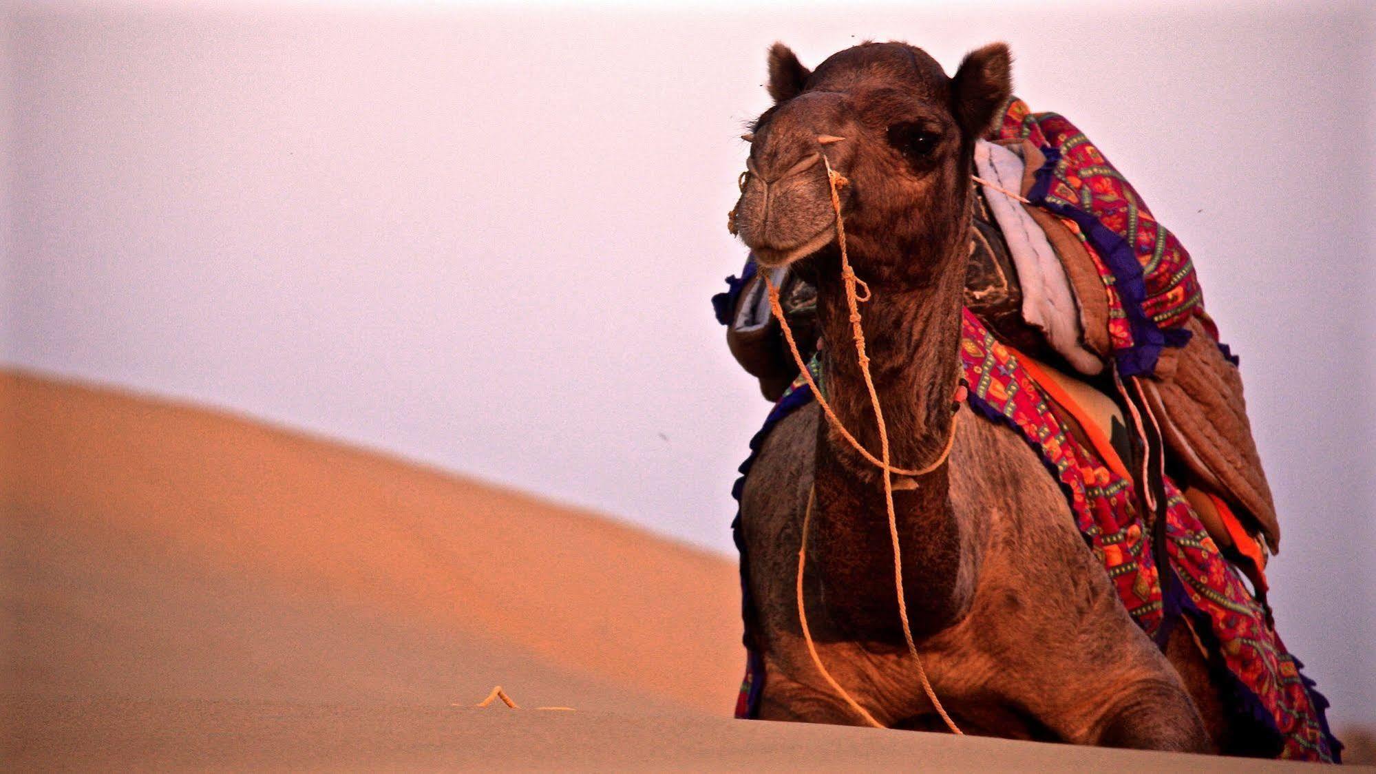Damodra Desert Camp Jaisalmer Dış mekan fotoğraf